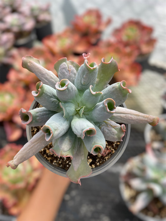 Echeveria Culibra