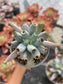 Echeveria Culibra