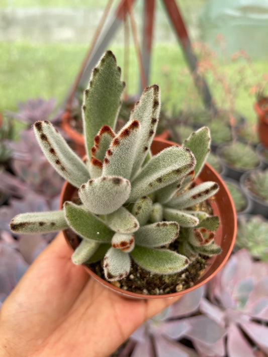 Kalanchoe Tomentosa