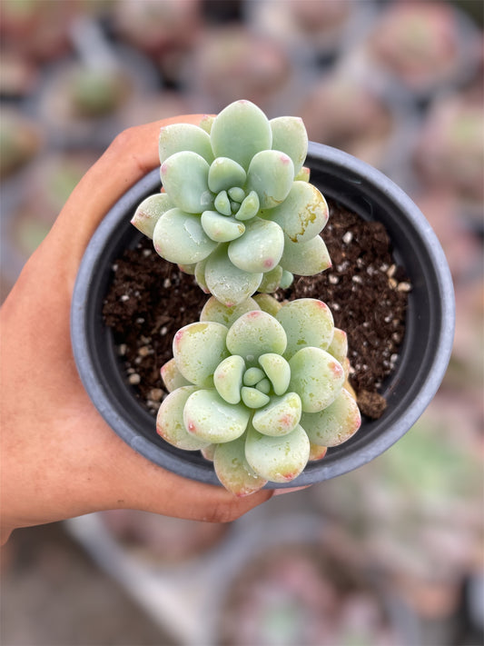 Sedum Clavatum