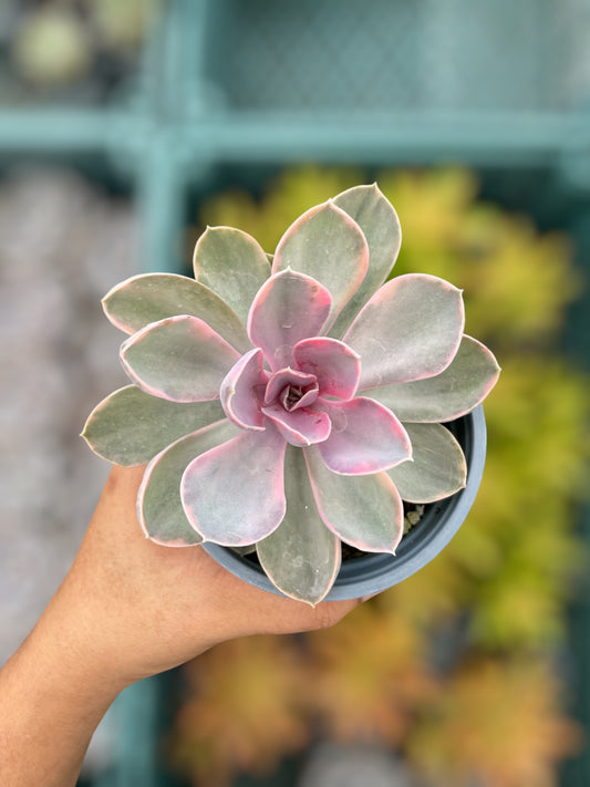 Echeveria Rainbow