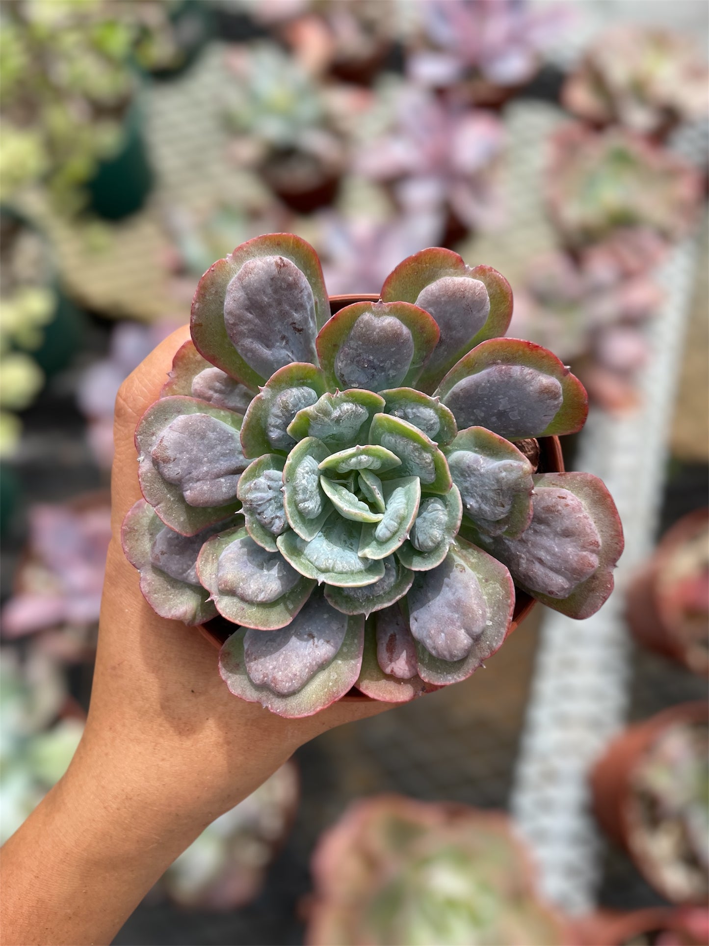 Echeveria Heart's Delight