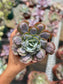 Echeveria Heart's Delight