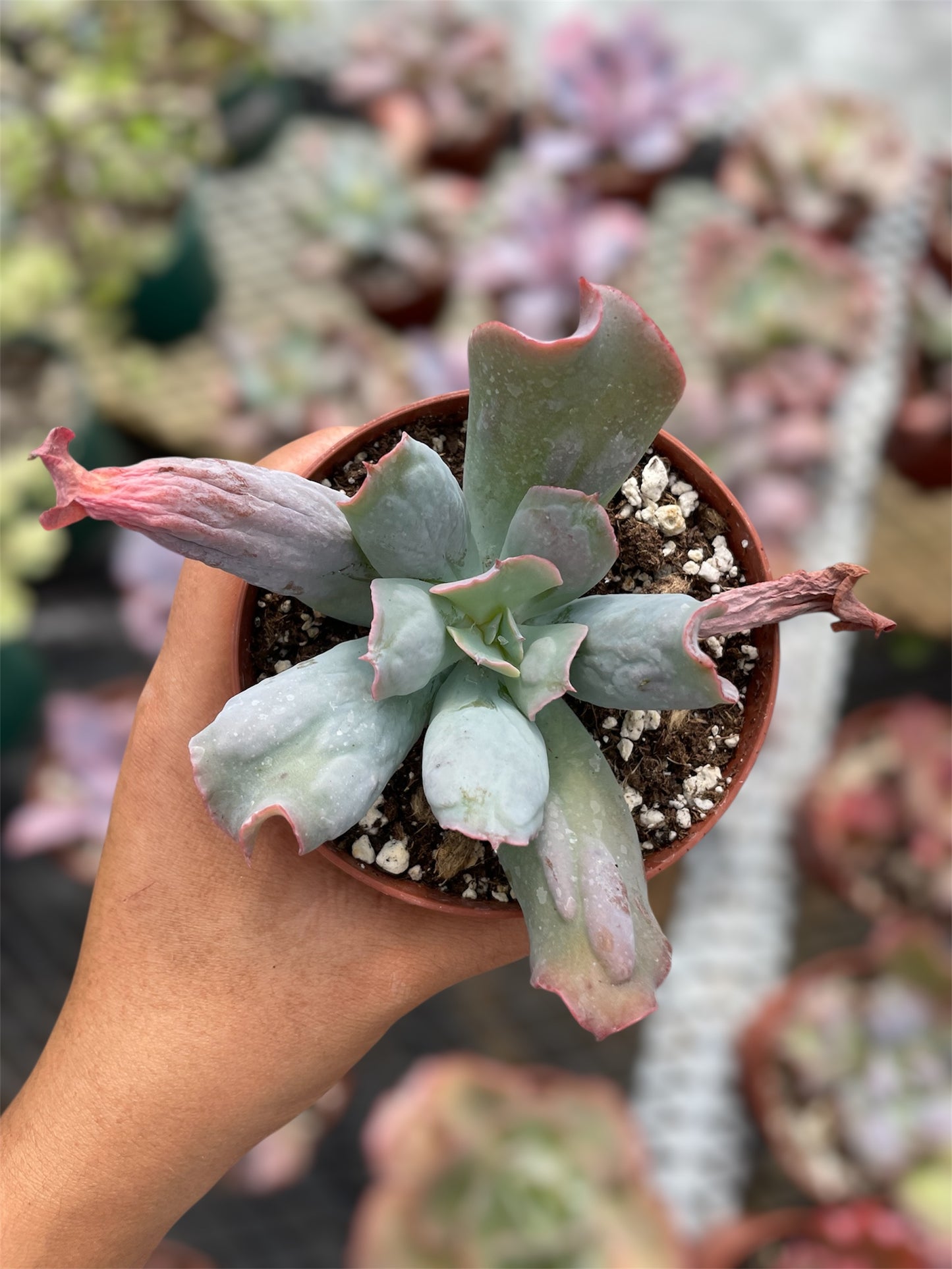 Echeveria Culibra