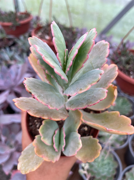 Kalanchoe Fedtschekoi
