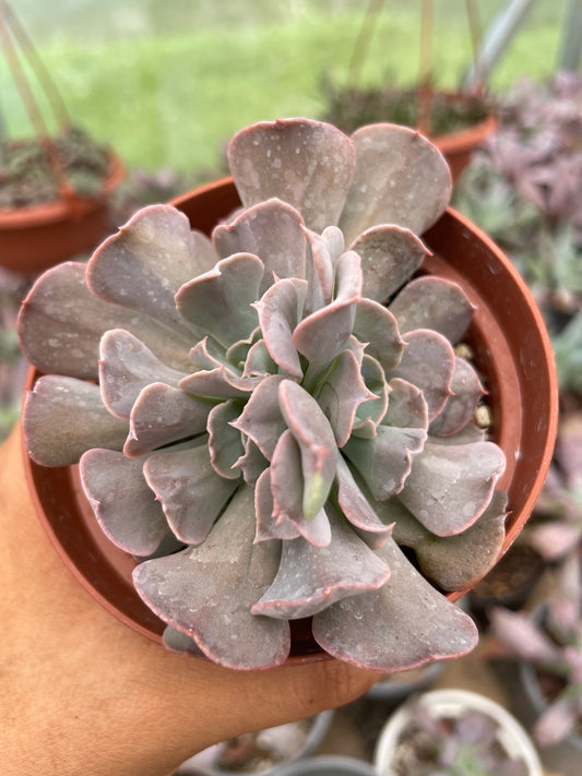 Echeveria Swan Lake
