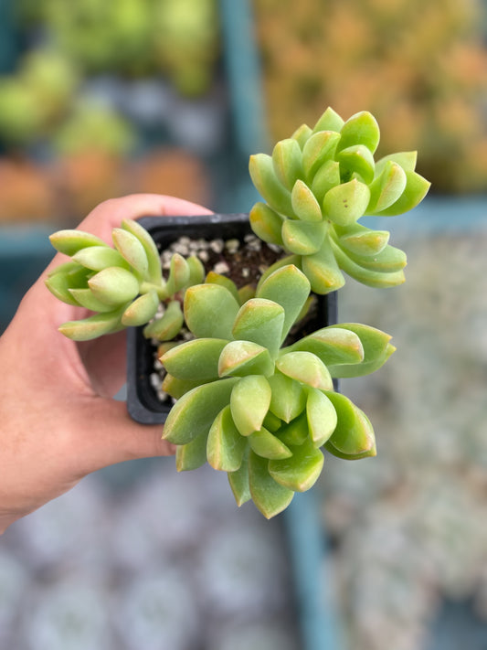 Sedum Golden Glow