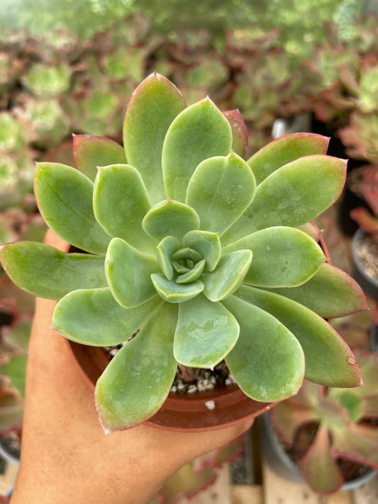 Echeveria Lemon Lime