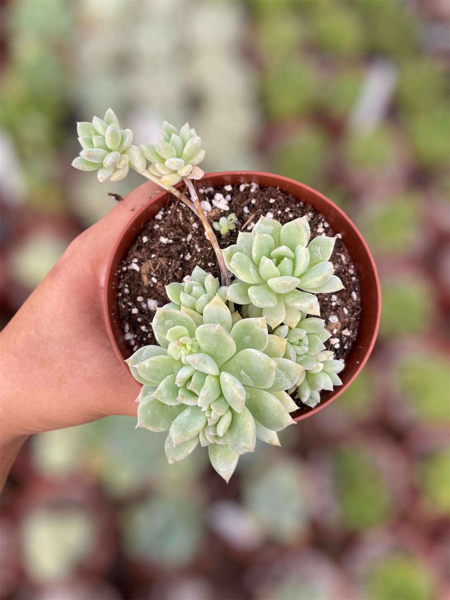 Echeveria Prolífica