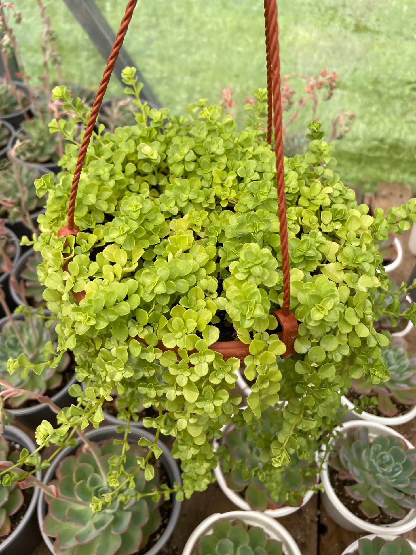 Sedum
