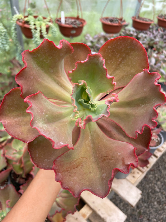 Echeveria Diamond State Revertida