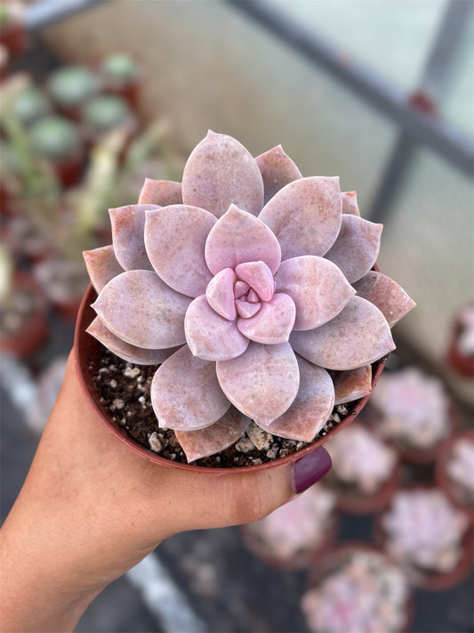 Graptopetalum Superbum
