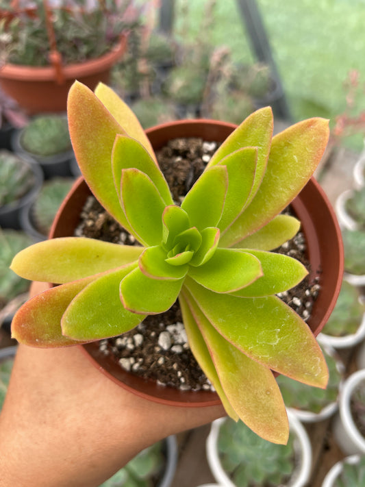 Crassula Campitella Campfire