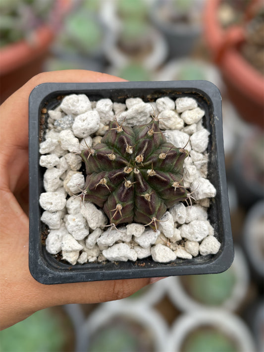 Gymnocalycium Mihanovichii