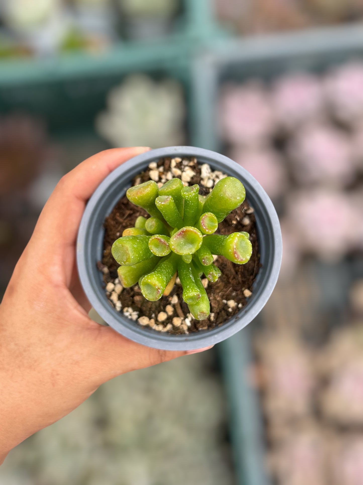 Crassula Ovata Gollum