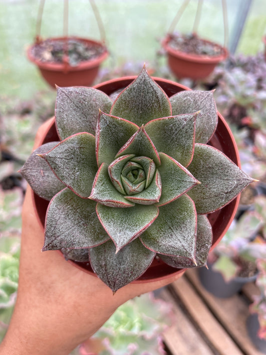 Echeveria Purpusorum