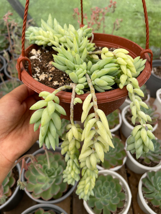 Sedum Morganianum