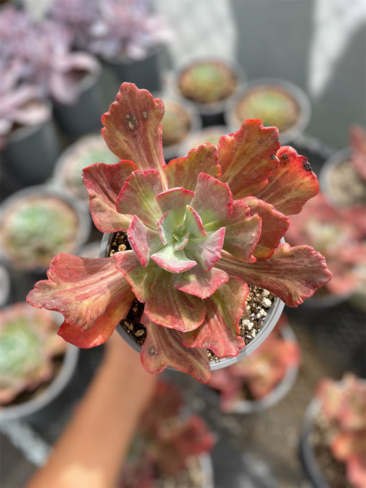 Echeveria Diamond State