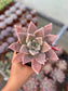Graptopetalum Ghost