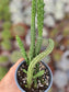 Huernia Macrocarpa