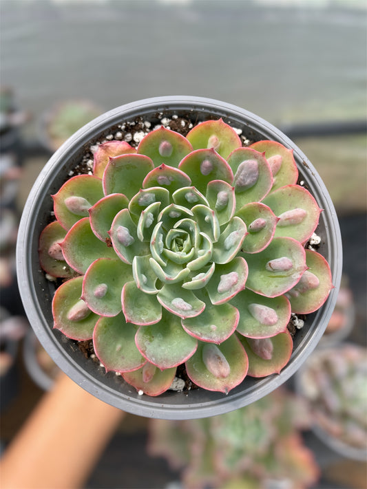 Echeveria Raindrops