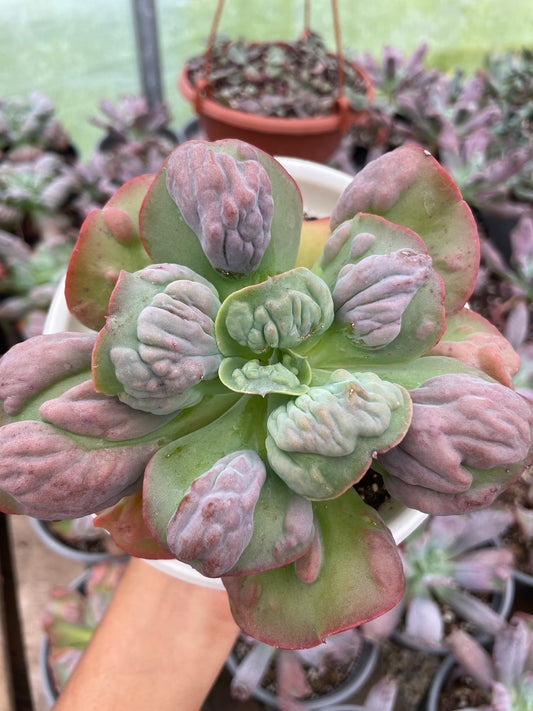 Echeveria Meteorite