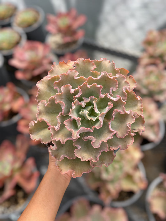 Echeveria Chantilly