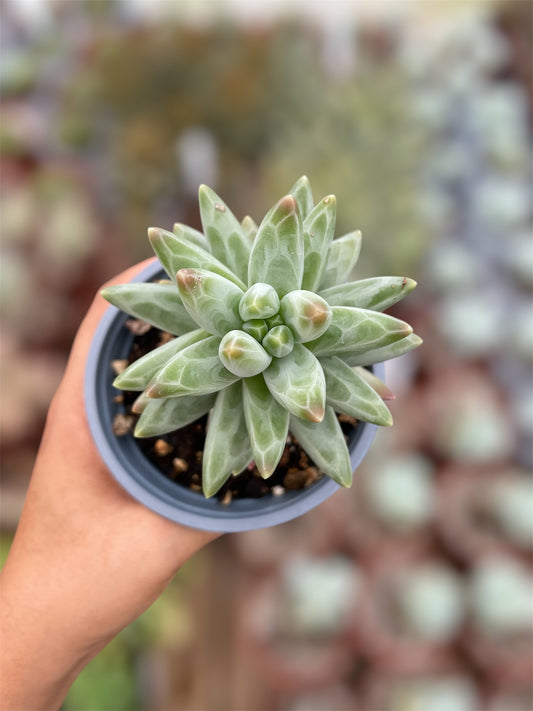Pachyphytum Compactum Azul