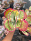 Kalanchoe Luciae Fantastic