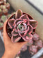 Echeveria Beyonce Rainbow