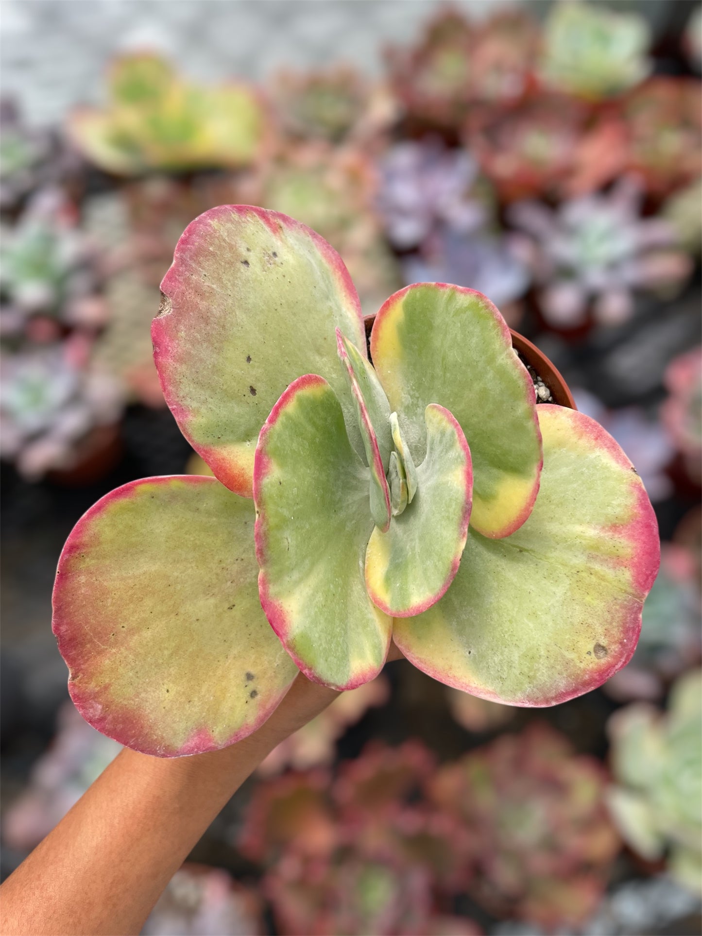 Kalanchoe Luciae Fantastic