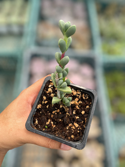 Delosperma Lehmannii