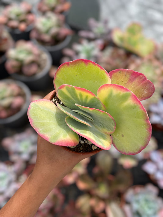 Kalanchoe Luciae Fantastic