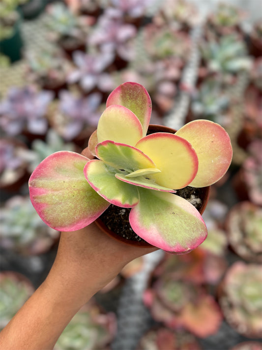 Kalanchoe Luciae Fantastic