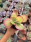 Kalanchoe Luciae Fantastic