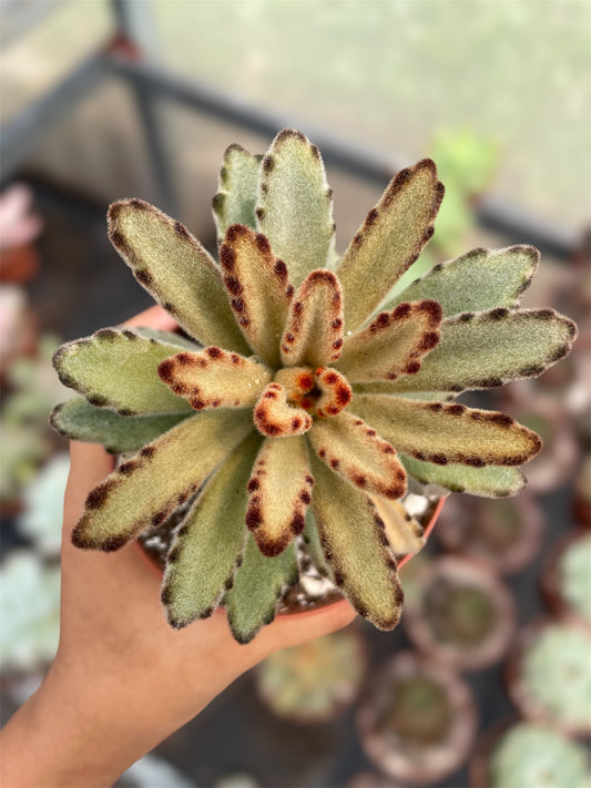 Kalanchoe Tomentosa Cafe