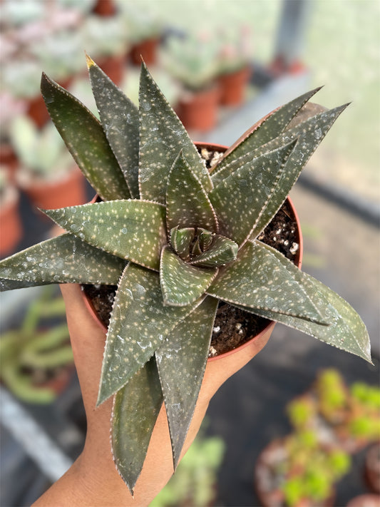 Gasteria Flow