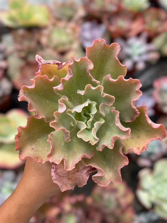 Echeveria Blue Giant
