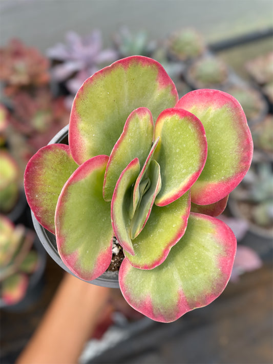 Kalanchoe Luciae Fantastic