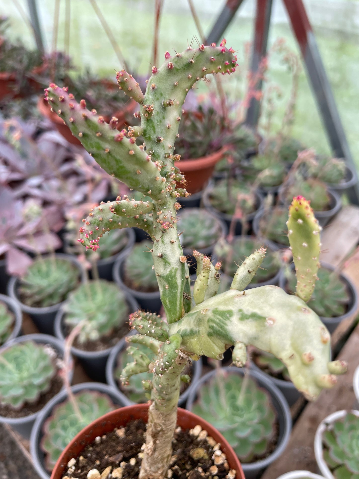 Opuntia Monacantha Variegada