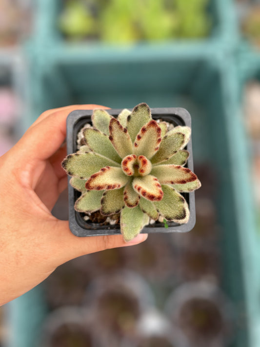 Kalanchoe Tomentosa Cafe