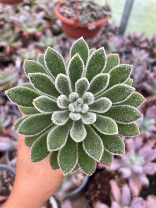 Echeveria Setosa