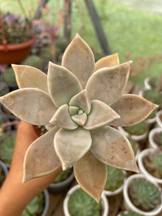 Graptopetalum Paraguayense