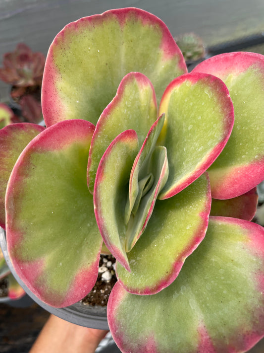 Kalanchoe Luciae Fantastic