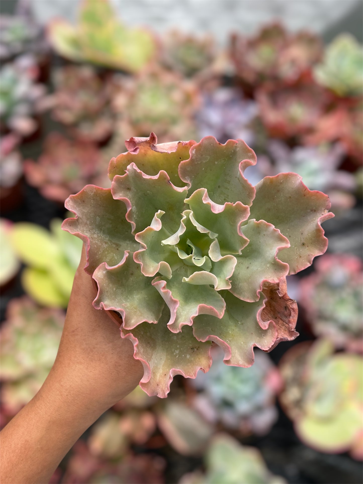 Echeveria Blue Giant