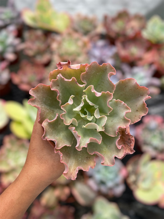Echeveria Blue Giant