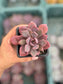 Echeveria Debbie