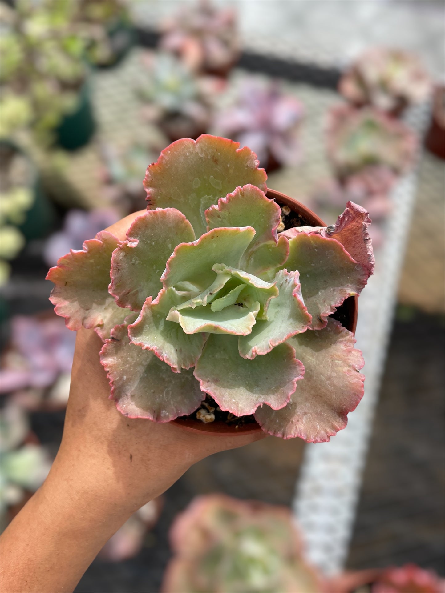 Echeveria Chantilly