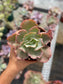 Echeveria Chantilly