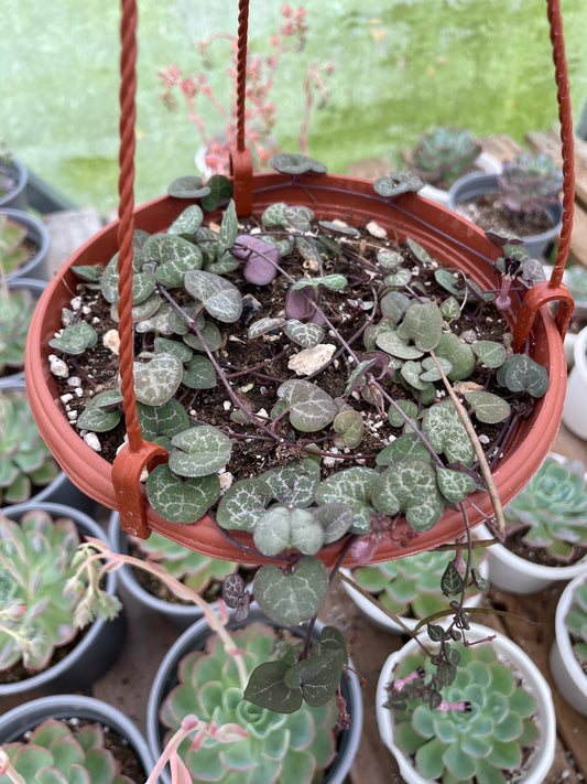 Ceropegia Woodii